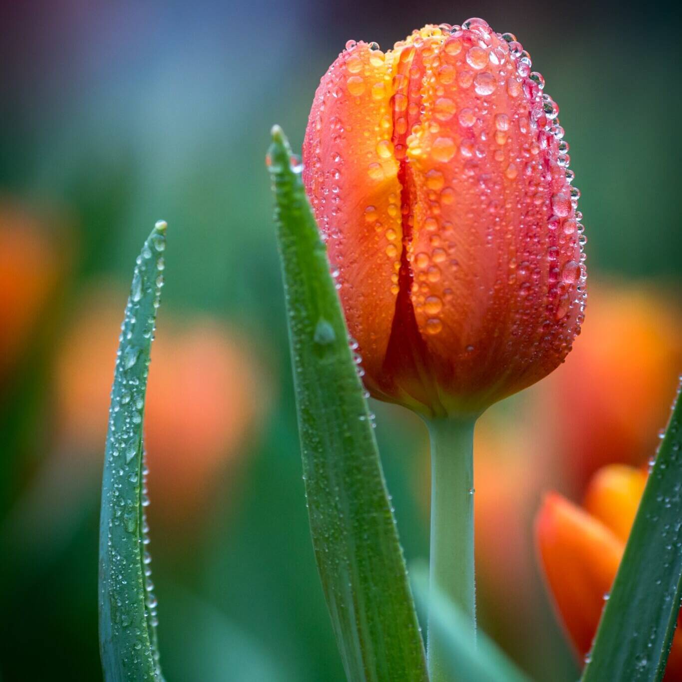 Tulipaner. Foto: Wai Siew