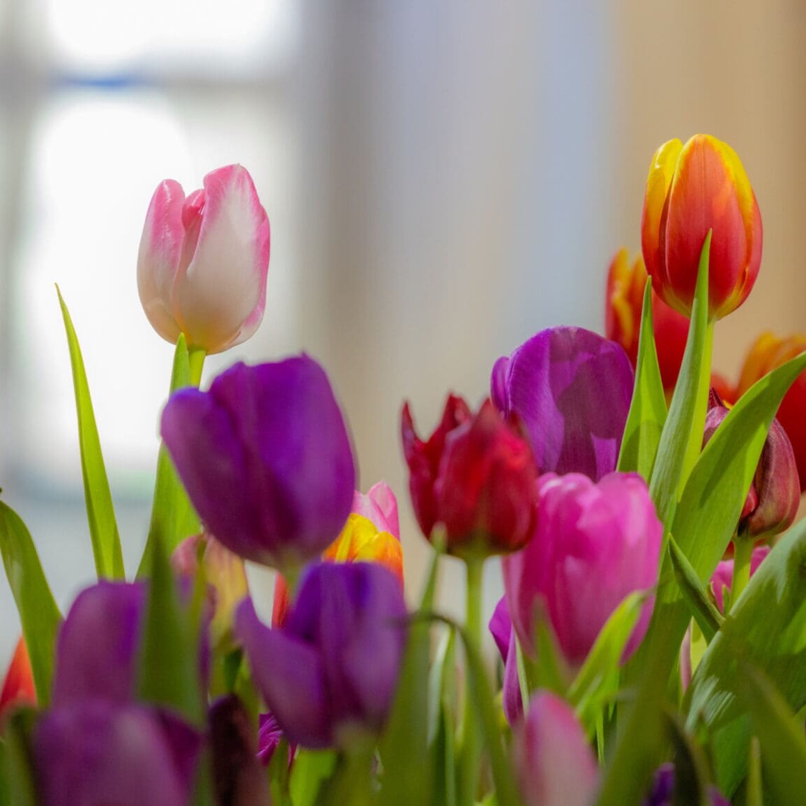 Den femte årstid 2026