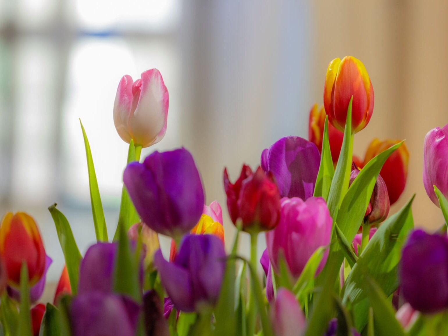 Den femte årstid 2026