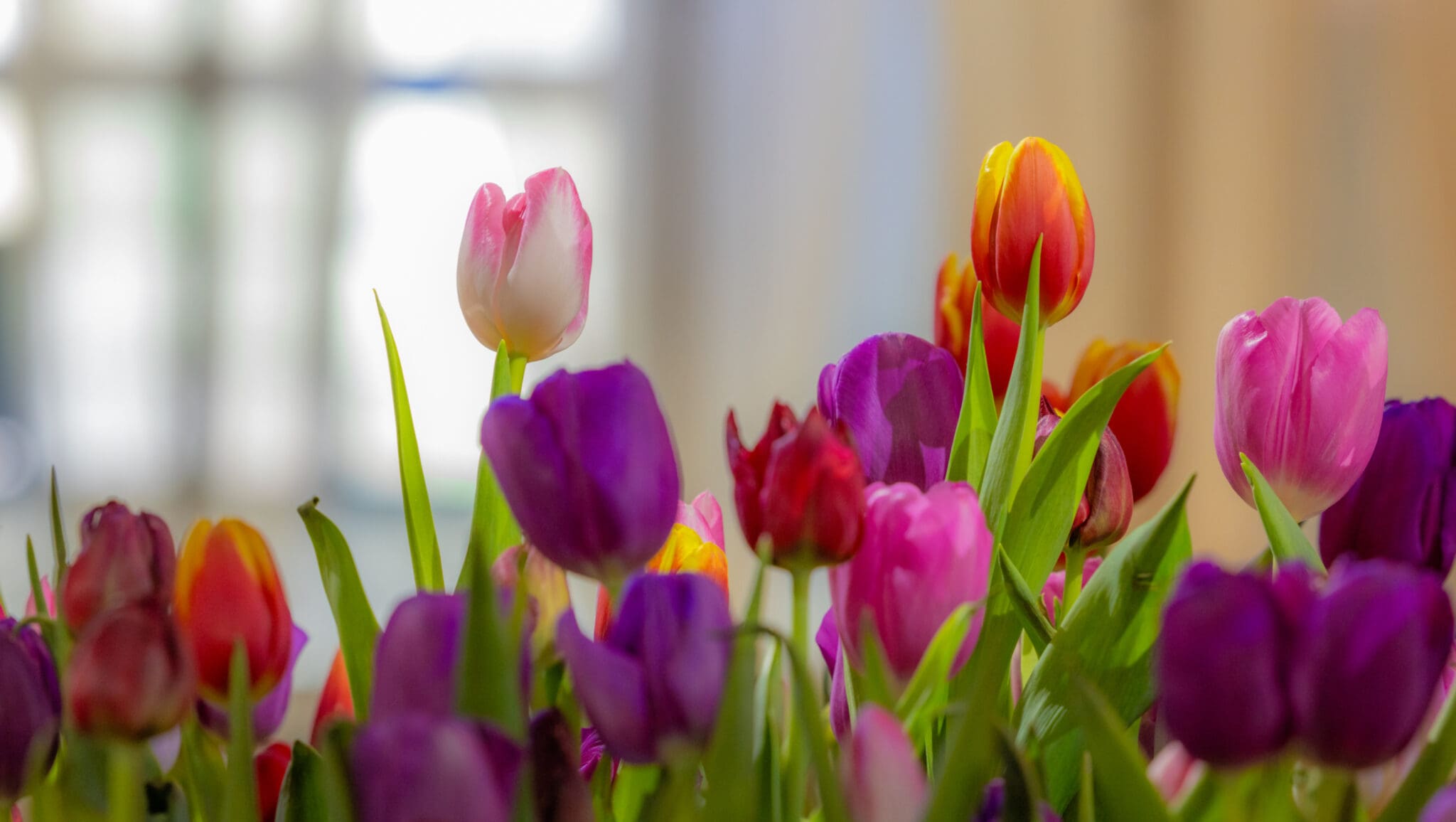 Den femte årstid 2026